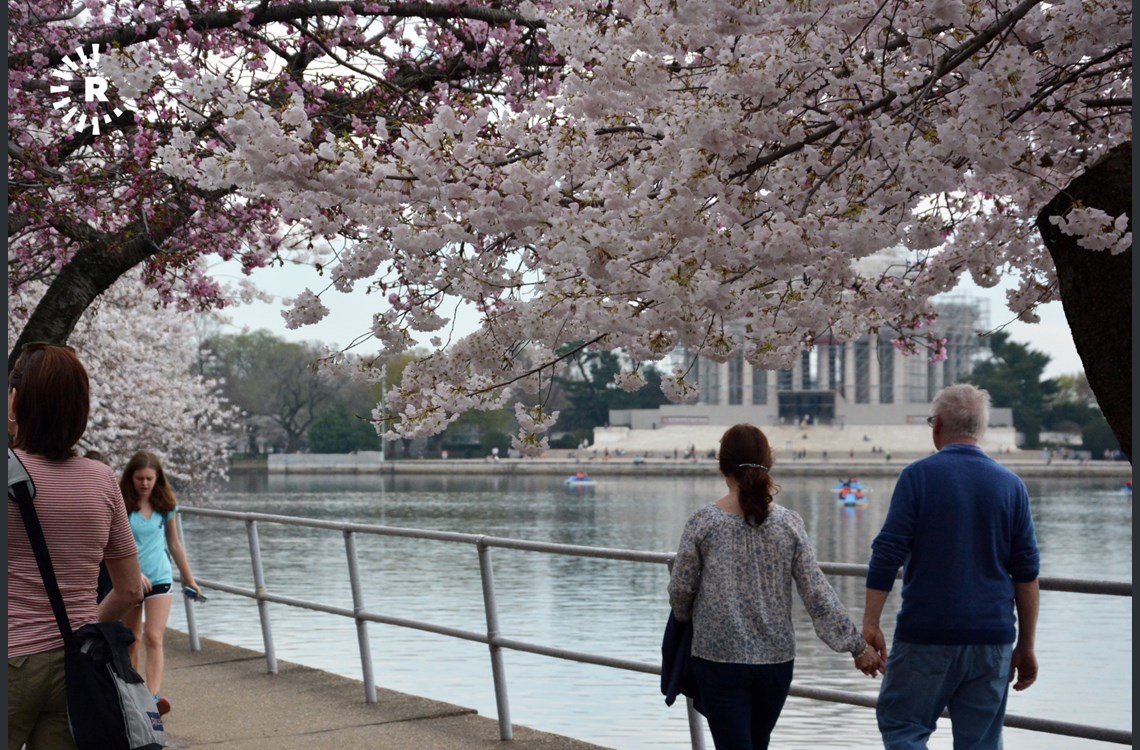 The Tidal Basin Cherry Blossoms attract both the young and old every year to welcome the start of spring 